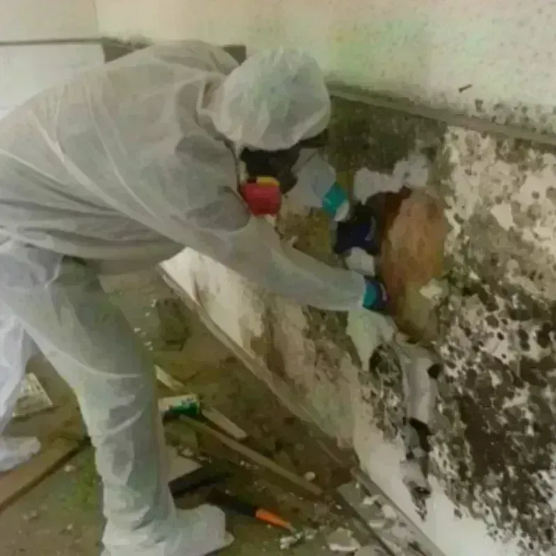 Mold Remediation and Removal in Mescalero, NM